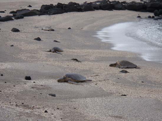 Hawaii2008-Refuge-007