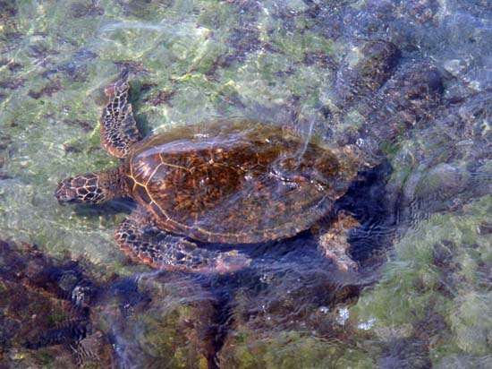 Hawaii2008-Turtles-005