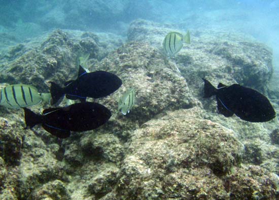 Hawaii2008-Fish-005