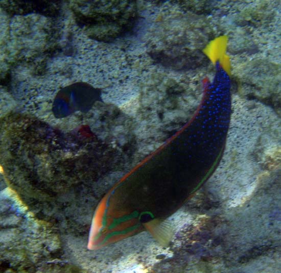 Hawaii2008-Fish-012