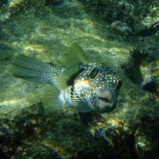 Hawaii2008-Fish-013