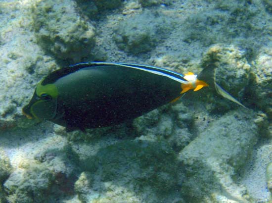 Hawaii2008-Fish-021