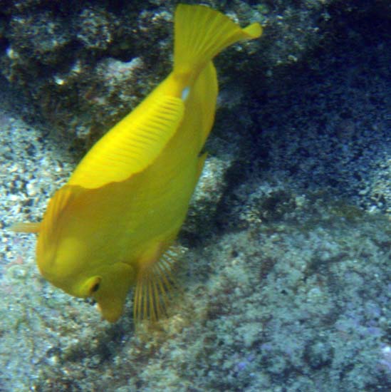Hawaii2008-Fish-022