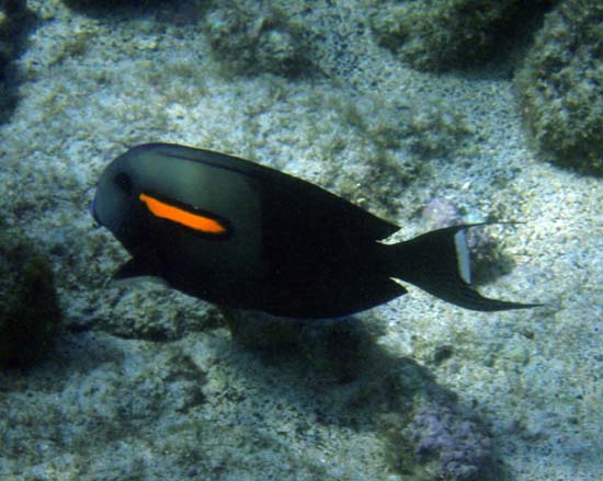 Hawaii2008-Fish-023