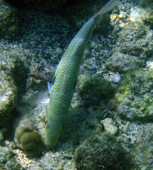 Hawaii2008-Fish-024