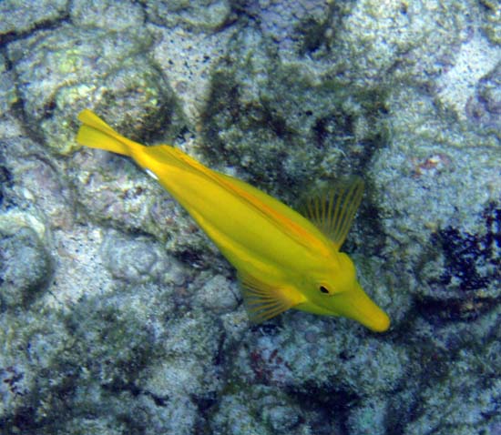 Hawaii2008-Fish-029