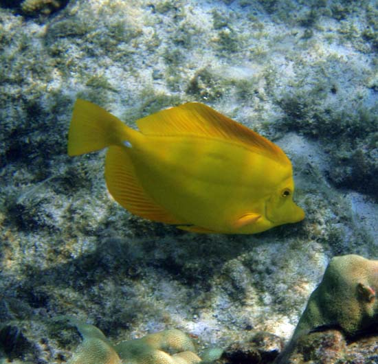 Hawaii2008-Fish-030