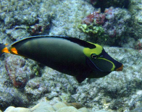 Hawaii2008-Fish-035