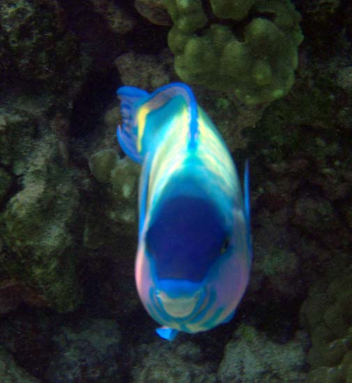 Hawaii2008-Fish-037