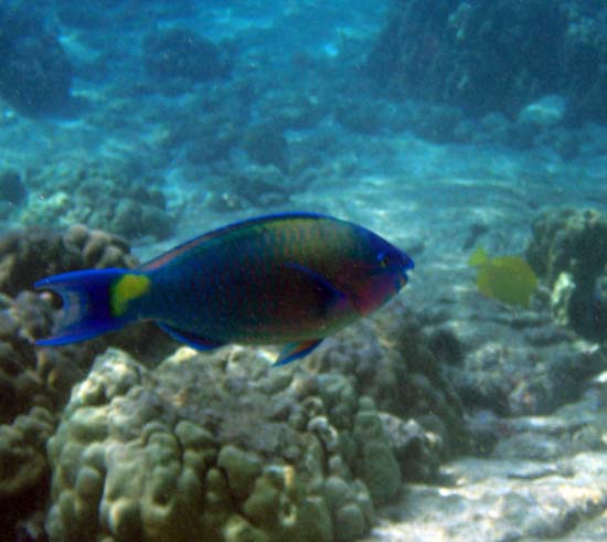 Hawaii2008-Fish-038