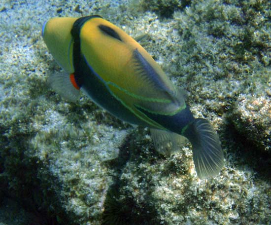 Hawaii2008-Fish-045