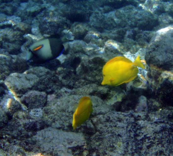 Hawaii2008-Fish-051