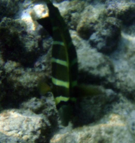 Hawaii2008-Fish-053
