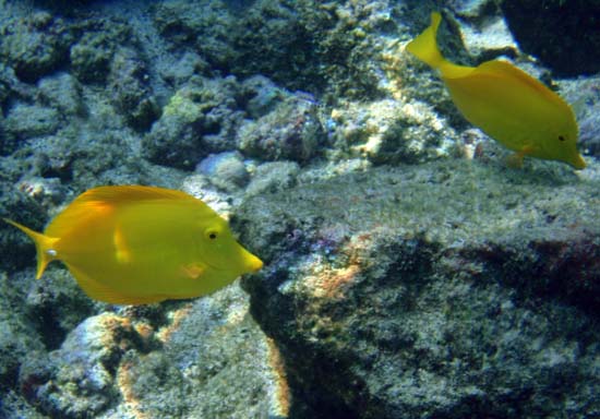Hawaii2008-Fish-058