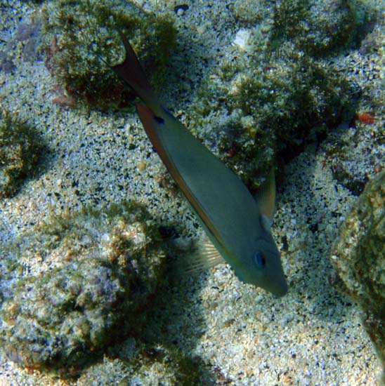 Hawaii2008-Fish-066