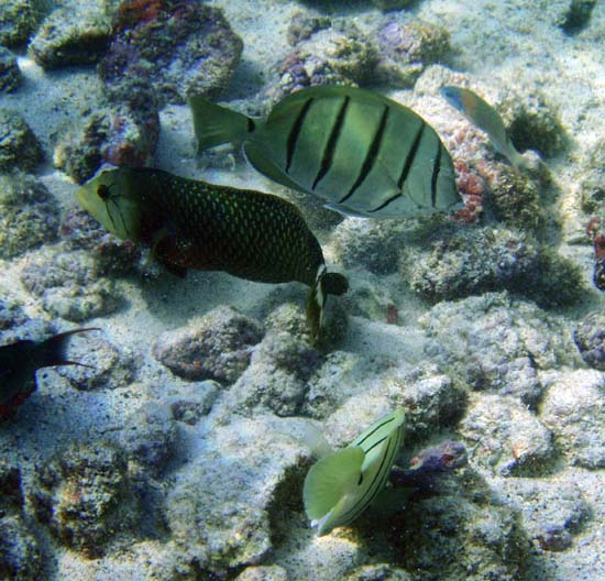 Hawaii2008-Fish-070