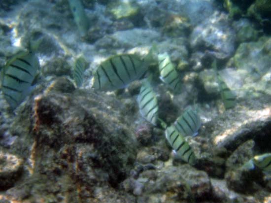 Hawaii2008-Fish-072