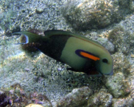 Hawaii2008-Fish-080