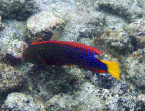 Hawaii2008-Fish-081