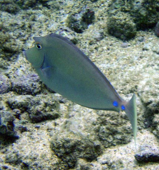 Hawaii2008-Fish-083