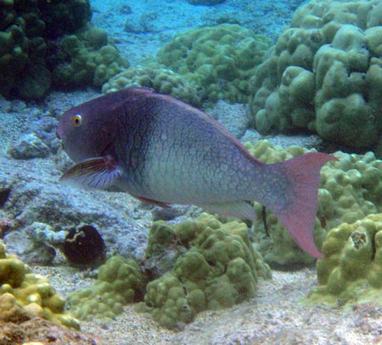 Hawaii2008-Fish-085