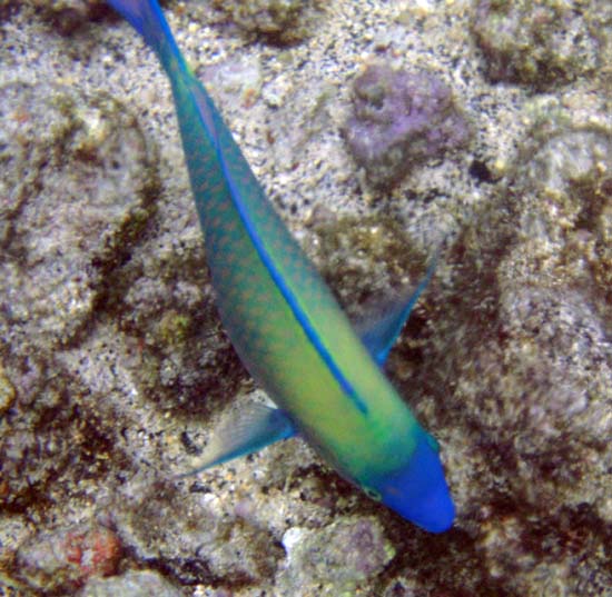 Hawaii2008-Fish-091