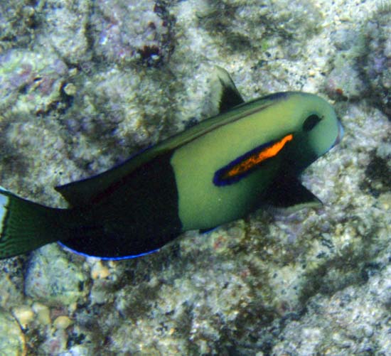 Hawaii2008-Fish-092