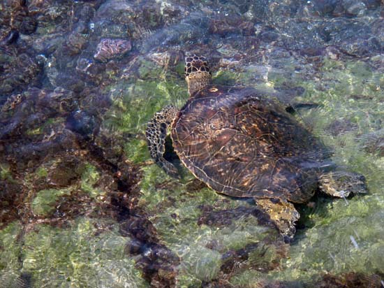 Hawaii2008-Turtles-004