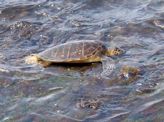 Hawaii2008-Turtles-006