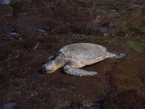 Hawaii2008-Turtles-011