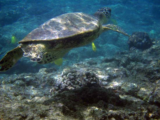 Hawaii2008-Turtles-013