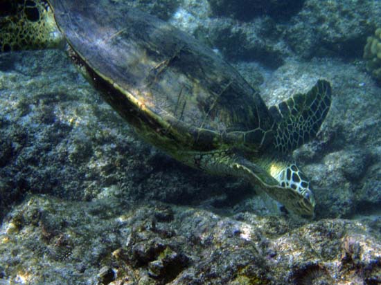 Hawaii2008-Turtles-015