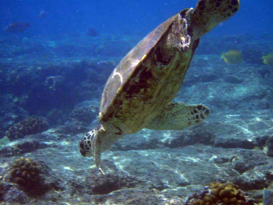 Hawaii2008-Turtles-018