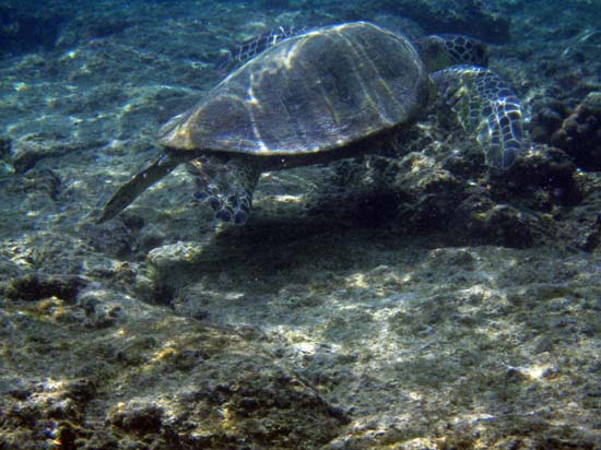Hawaii2008-Turtles-020