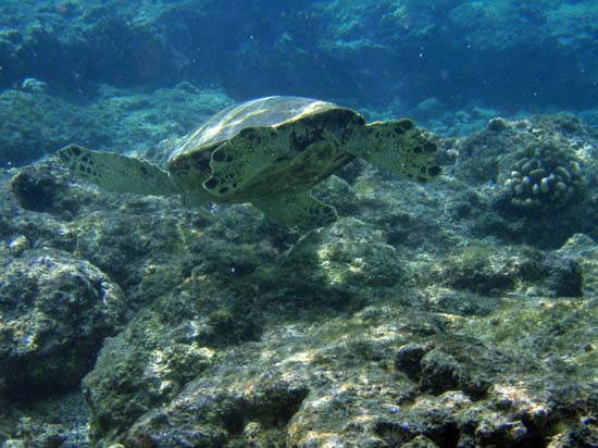 Hawaii2008-Turtles-021