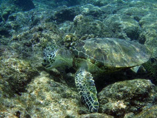 Hawaii2008-Turtles-022