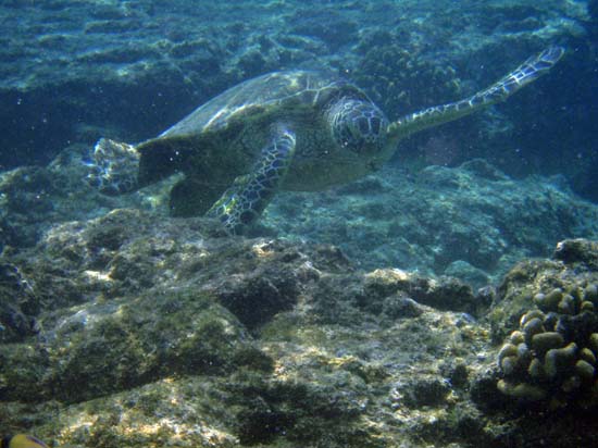 Hawaii2008-Turtles-023